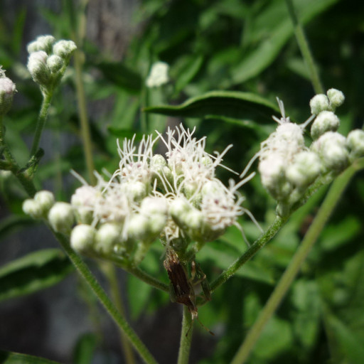 Eupatorium Serotinum