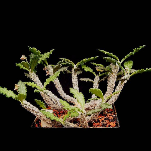 Euphorbia Ambovombensis