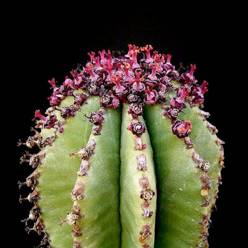 Euphorbia Anoplia