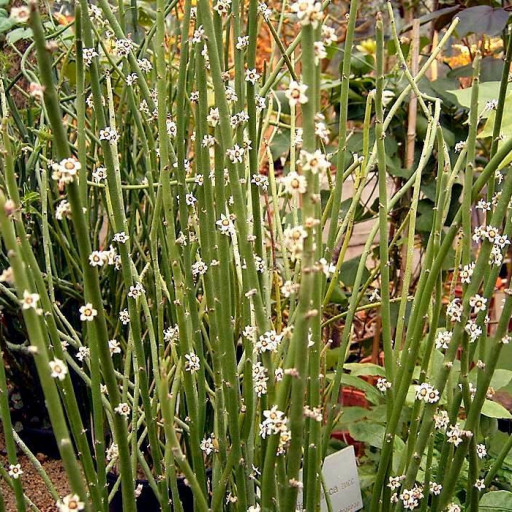 Euphorbia Antisyphilitica