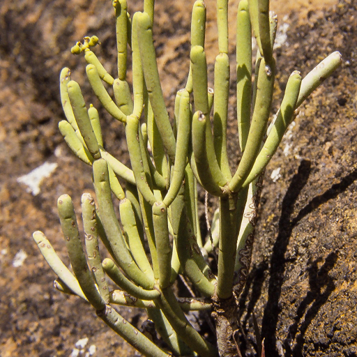 Euphorbia Aphylla