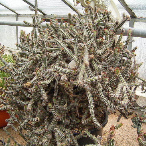 Euphorbia Baioensis