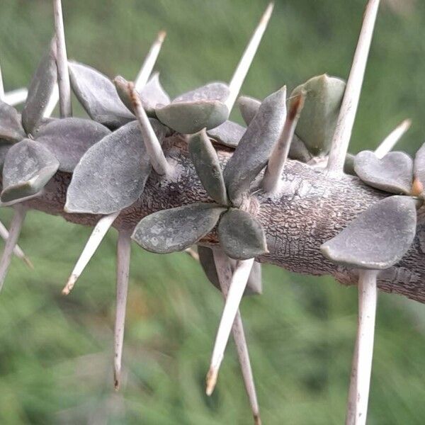 Euphorbia Beharensis
