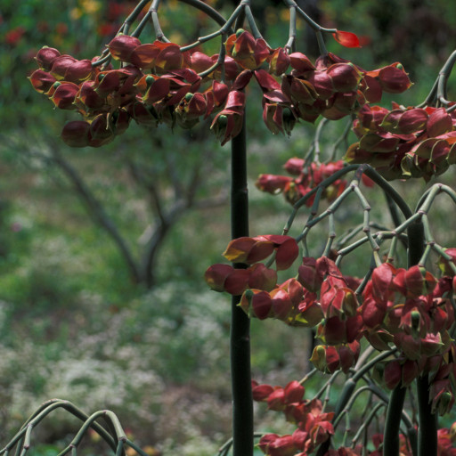 Euphorbia Bracteata