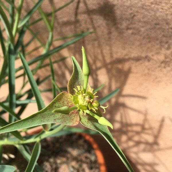 Euphorbia Bubalina