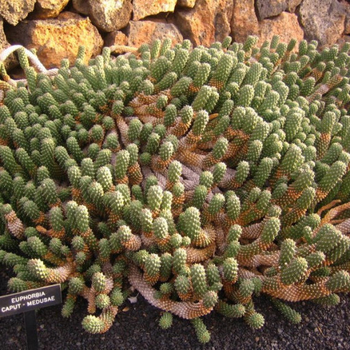 Euphorbia Caput-medusae