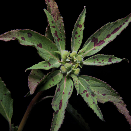 Euphorbia Cuphosperma