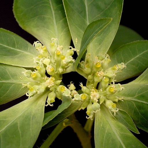 Euphorbia Dentata