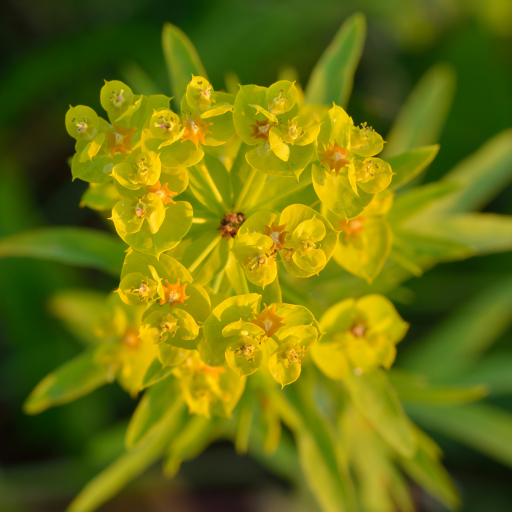 Euphorbia Esula
