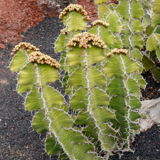 Euphorbia Grandialata