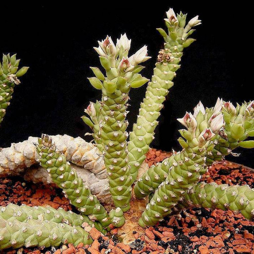 Euphorbia Guentheri