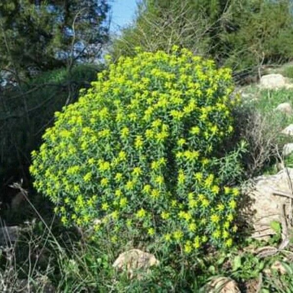 Euphorbia Hierosolymitana