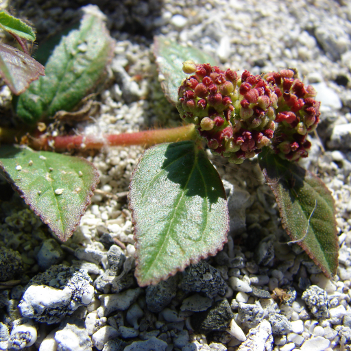 Euphorbia Hirta