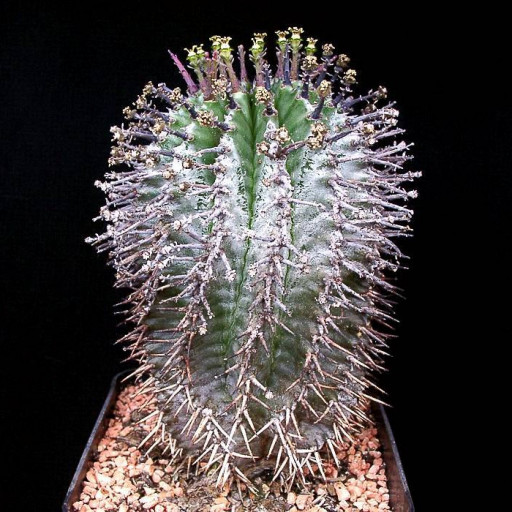 Euphorbia Horrida