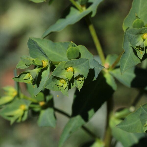 Euphorbia Lagascae