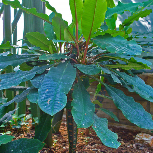 Euphorbia Leuconeura