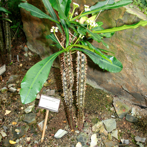 Euphorbia Lophogona