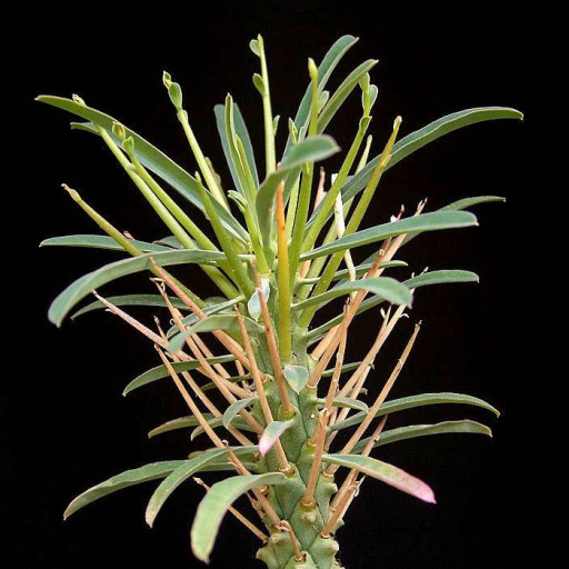 Euphorbia Loricata
