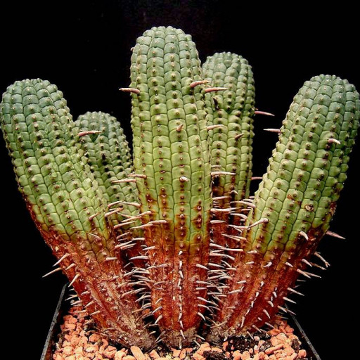 Euphorbia Mammillaris