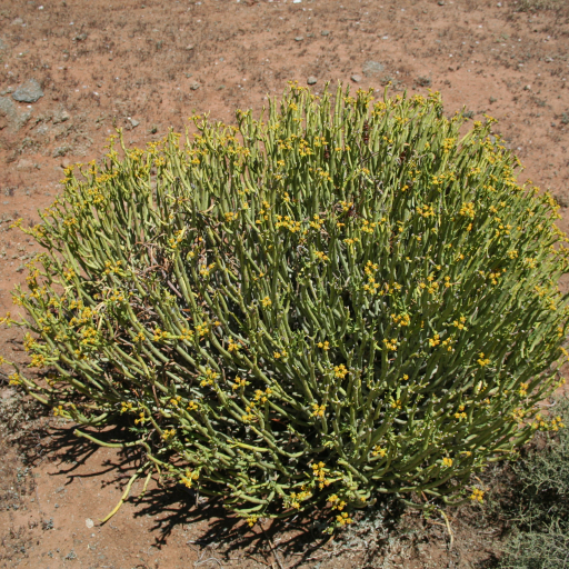 Euphorbia Mauritanica
