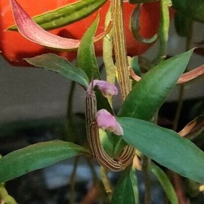 Euphorbia Neorubella