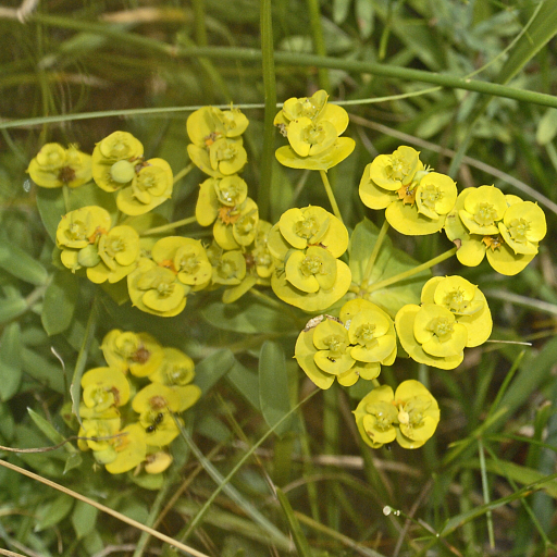 Euphorbia Nicaeensis
