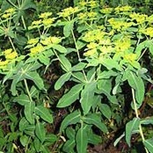 Euphorbia Oblongata