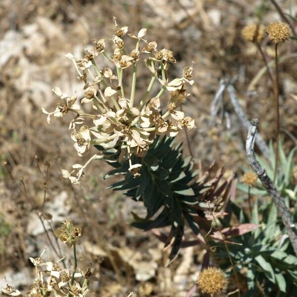 Euphorbia Oxyphylla