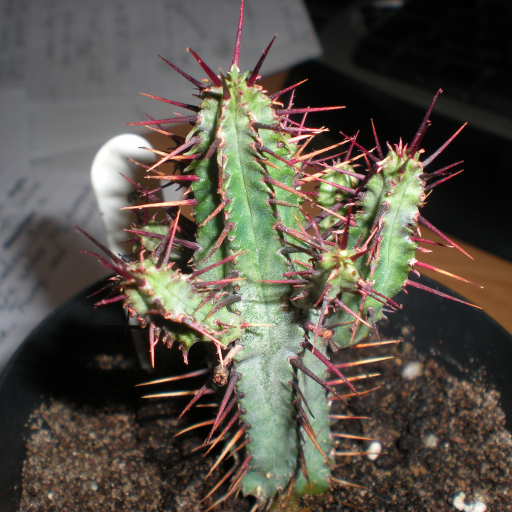 Euphorbia Pentagona