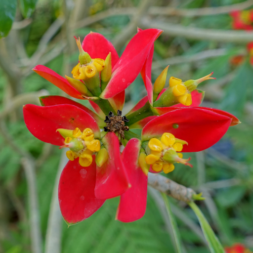 Euphorbia Punicea