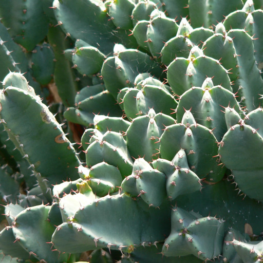 Euphorbia Resinifera