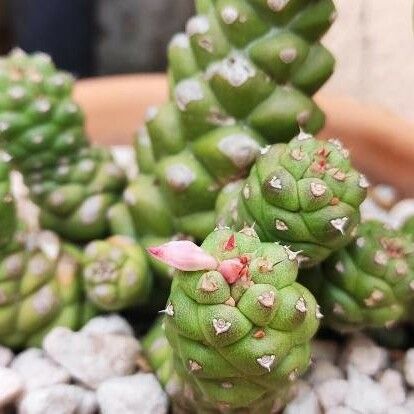 Euphorbia Ritchiei