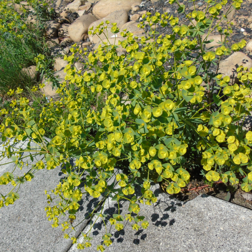 Euphorbia Segetalis