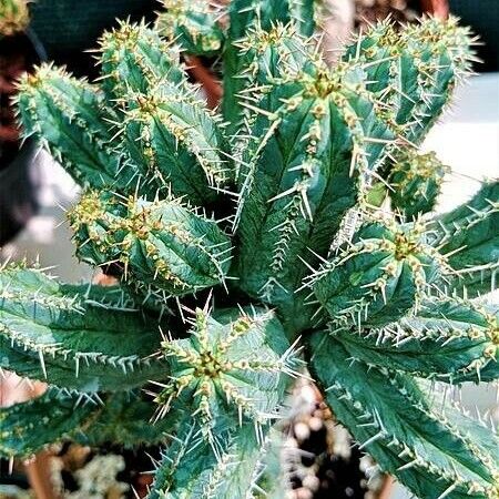 Euphorbia Seibanica