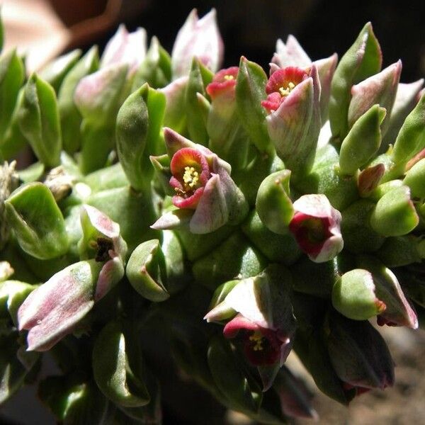 Euphorbia Succulenta