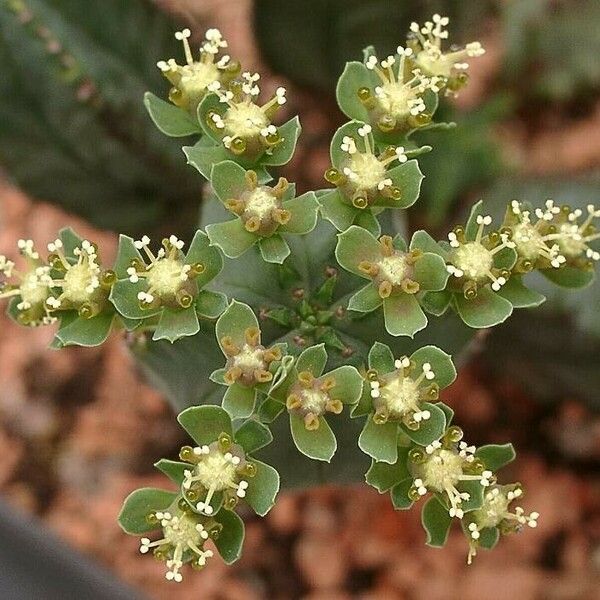 Euphorbia Tubiglans
