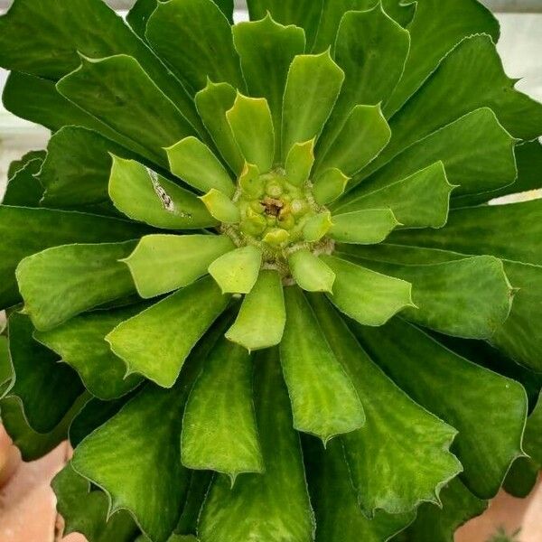 Euphorbia Venenifica