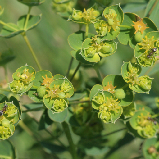Euphorbia Virgata