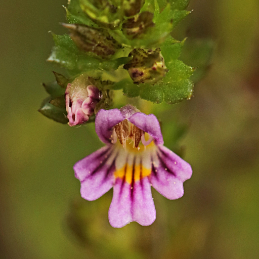 Euphrasia Micrantha