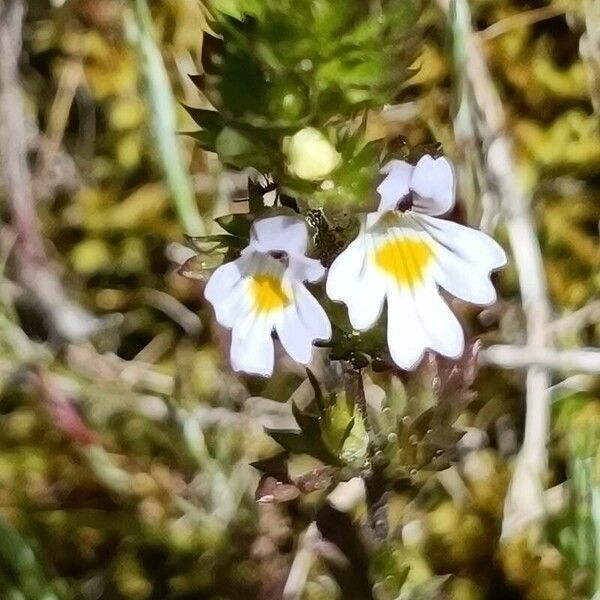 Euphrasia Nemorosa