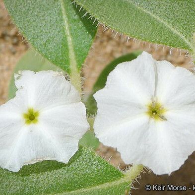 Euploca Convolvulacea