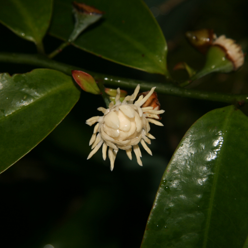 Eupomatia Laurina