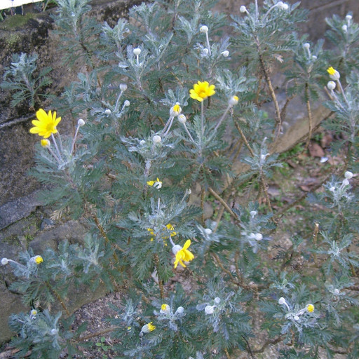 Euryops Pectinatus