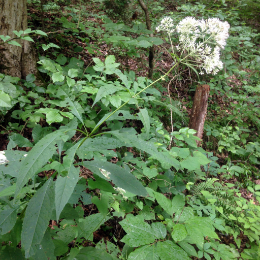 Eutrochium Purpureum