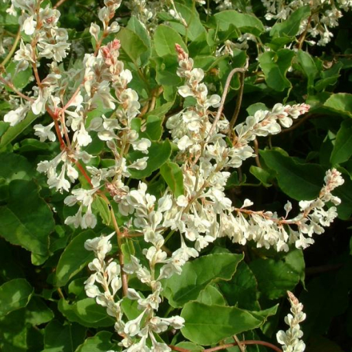 Fallopia Aubertii