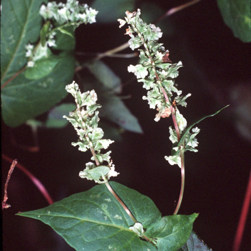 Climbing False Buckwheat (Fallopia Scandens) Plant Care & How to Grow ...