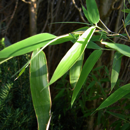 Fargesia Murielae