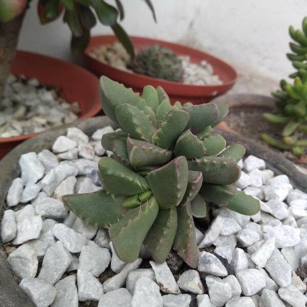 Faucaria Bosscheana