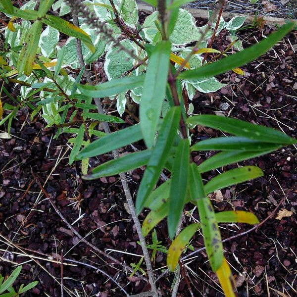 Faujasia Salicifolia