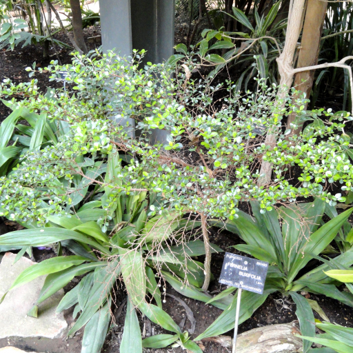 Fernelia Buxifolia
